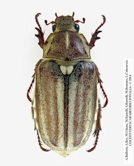 Anoxia matutinalis matutinalis, femmina