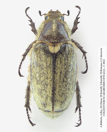 Anoxia scutellaris argentea, femmina