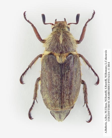 Anoxia scutetellaris argentea, maschio