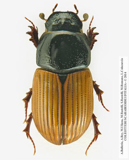 Aphodius foetidus