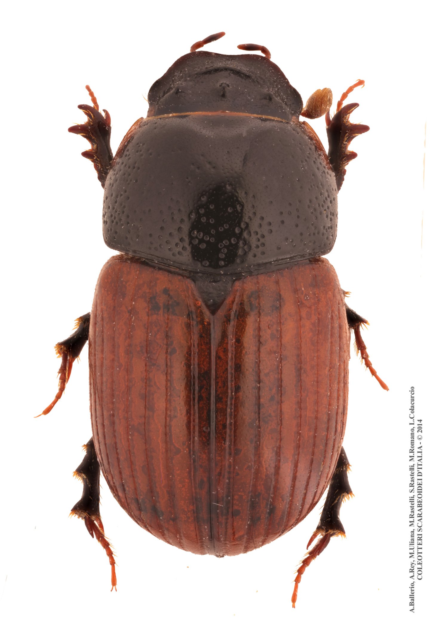 Aphodius foetidus