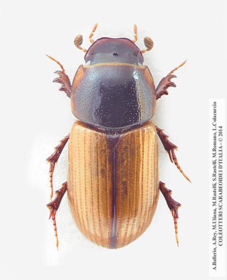 Bodiloides ictericus ghardimaouensis
