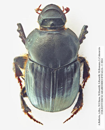 Bubas bubaloides, femmina 