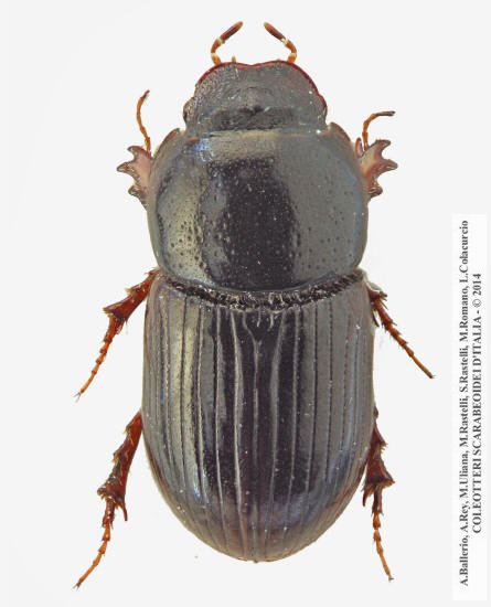 Calamosternus algiricus