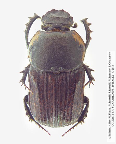 Cheironitis ungaricus