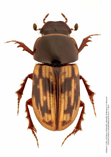 Chilothorax distinctus