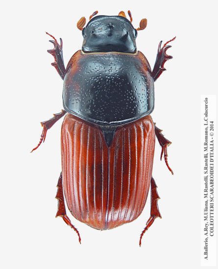 Coprimorphus scrutator