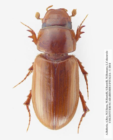 Erytus cognatus