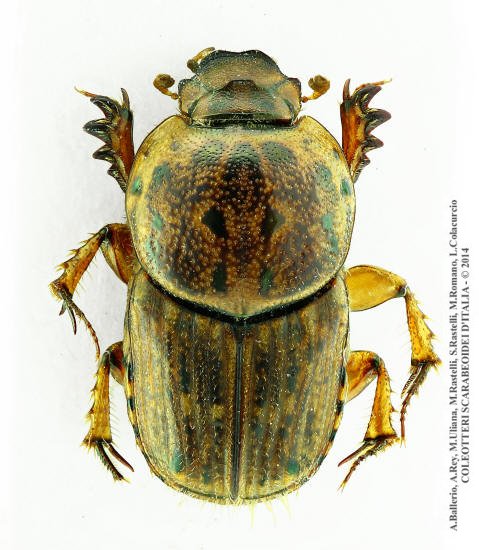Euoniticellus pallipes, femmina