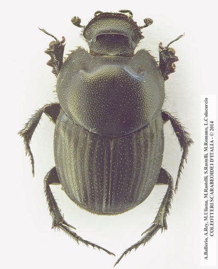 Euonthophagus amyntas amyntas, maschio