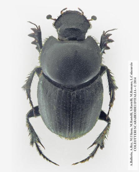 Euonthophagus crocatus crocatus, femmina