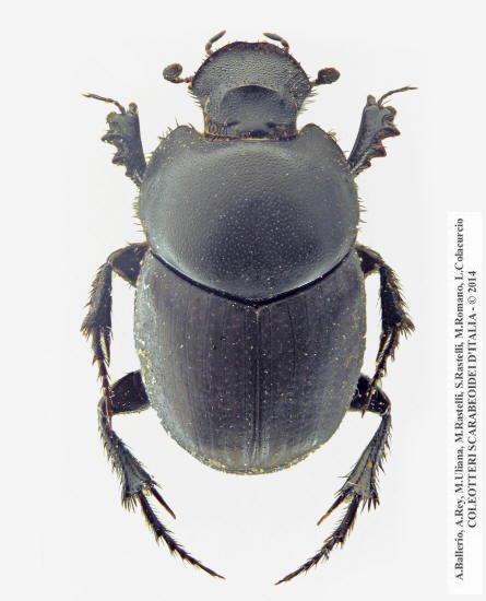 Euonthophagus crocatus crocatus, maschio