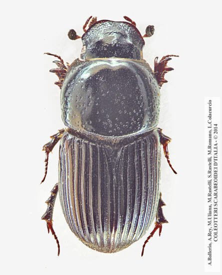 Eupleurus subterraneus subterraneus