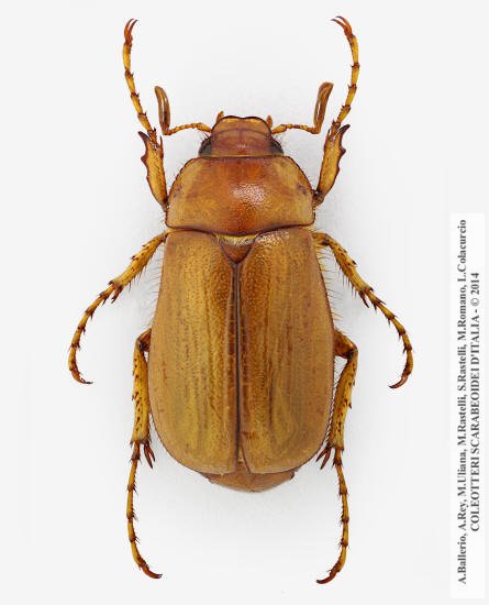 Firminus fossulatus, maschio