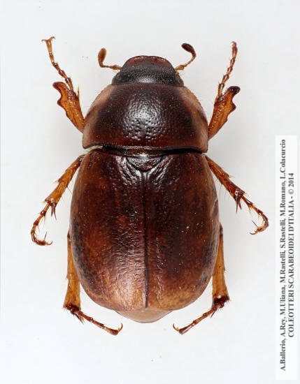 Geotrogus sicelis, femmina