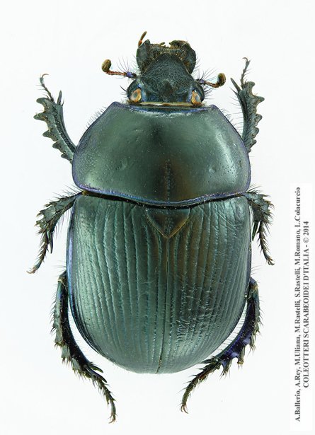 clicca per ingrandire