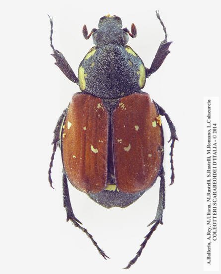 Gnorimus decempunctatus, femmina 