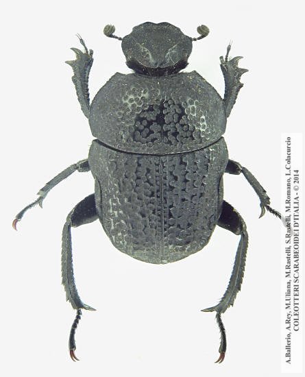 Gymnopleurus flagellatus 