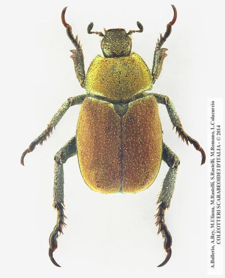 Hoplia argentea, maschio 