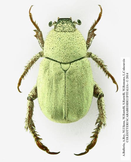 Hoplia attilioi, maschio