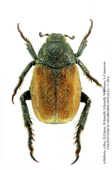Hoplia dubia, maschio