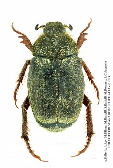 Hoplia fiorii, femmina