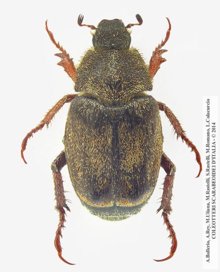 Hoplia praticola, femmina