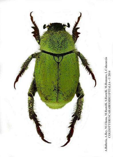 Hoplia pubicollis, maschio