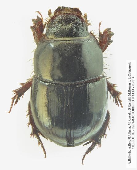 Hybalus bigibber, femmina