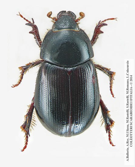 Hybosorus illigeri