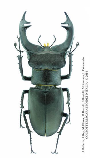 Lucanus cervus cervus, maschio