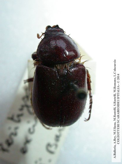 Liogenys excisa