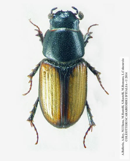 Mecynodes striatulus ab. parisii 