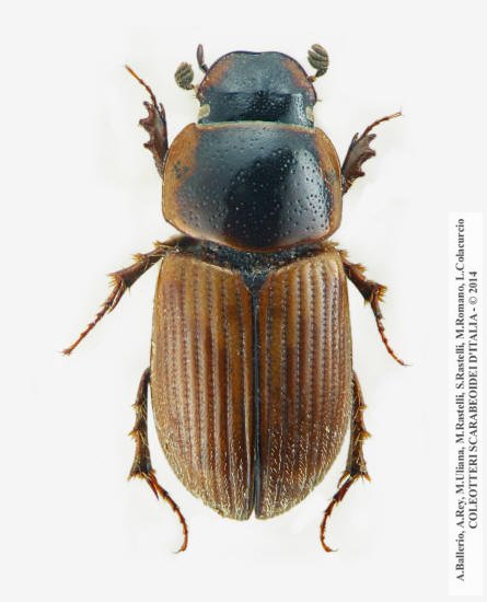 Melinopterus tingens, maschio