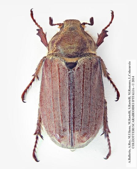 Melolontha hippocastani, femmina 