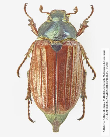 Melolontha melolontha, femmina