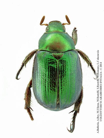 Mimela junii gigliocola