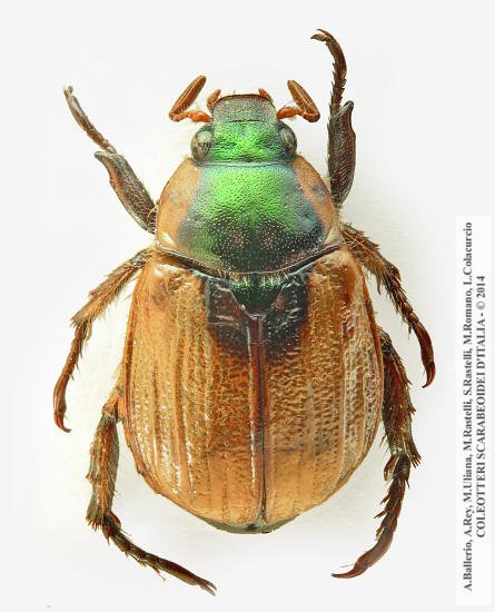 Mimela junii rugosula