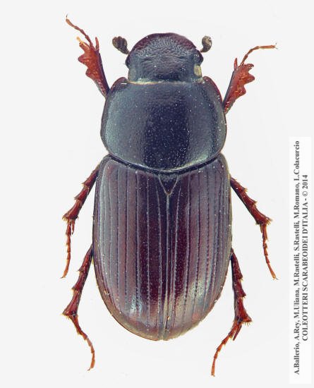 Neagolius montivagus, maschio 