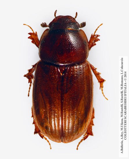 Neagolius penninus, femmina 