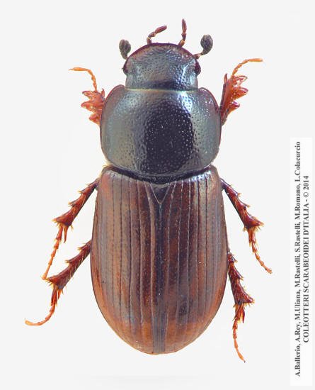 Neagolius penninus, maschio 