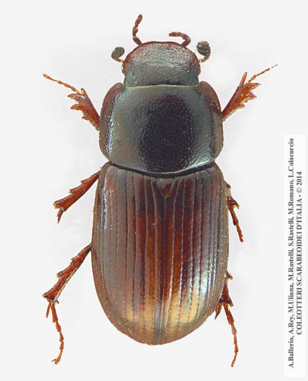 Neagolius praecox, maschio