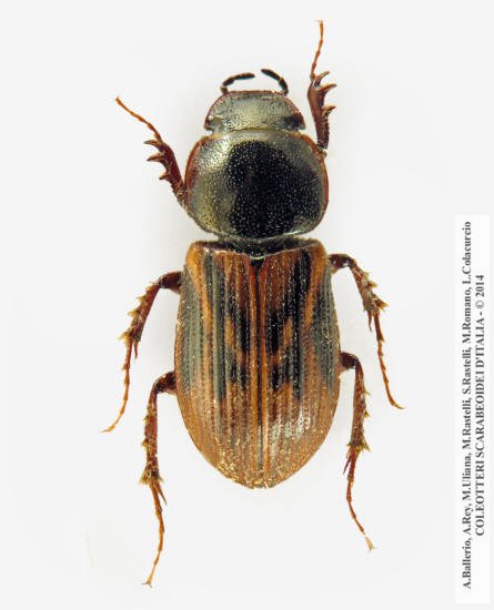 Nimbus affinis