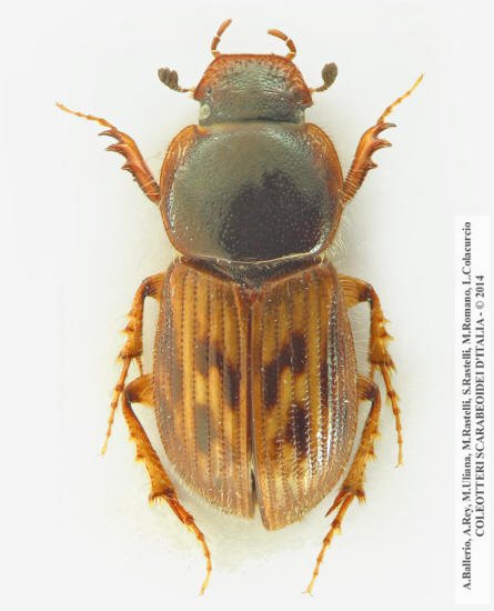 Nimbus franzinii, maschio 