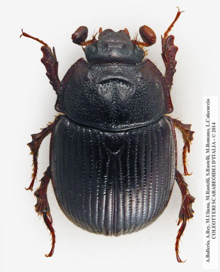 Odonteus armiger, femmina