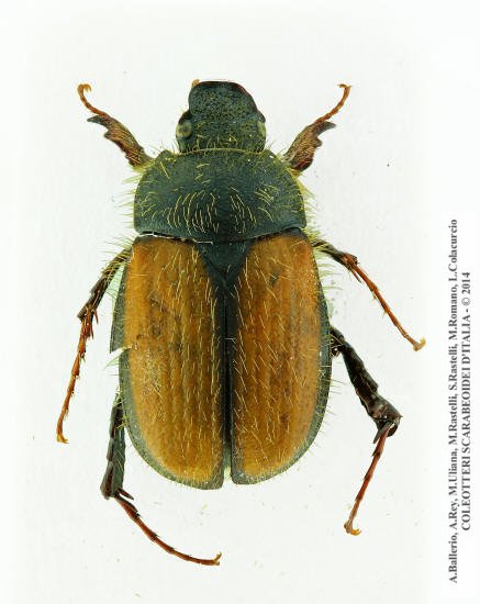 Omaloplia lonae