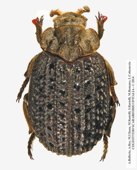 clicca per ingrandire