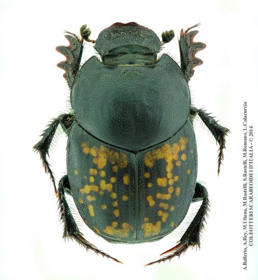 Onthophagus andalusicus, femmina