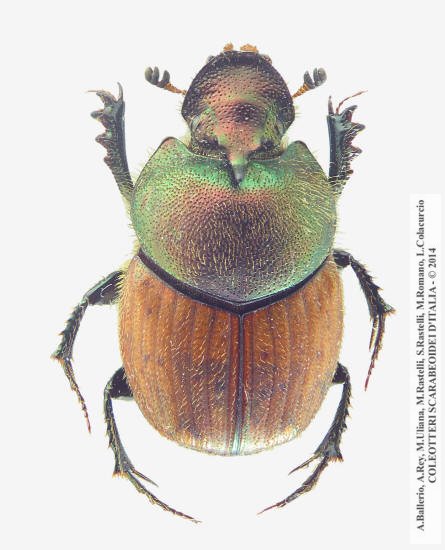 Onthophagus coenobita, maschio