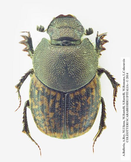 Onthophagus fracticornis, femmina